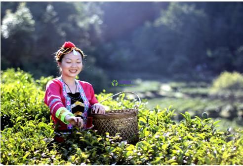 Cangwu County Liubao Tea Plantation Tourism Zone