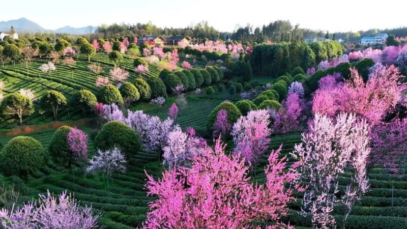 Fenggang: Beautiful scenery attracts tourists and tourism enriches farmers